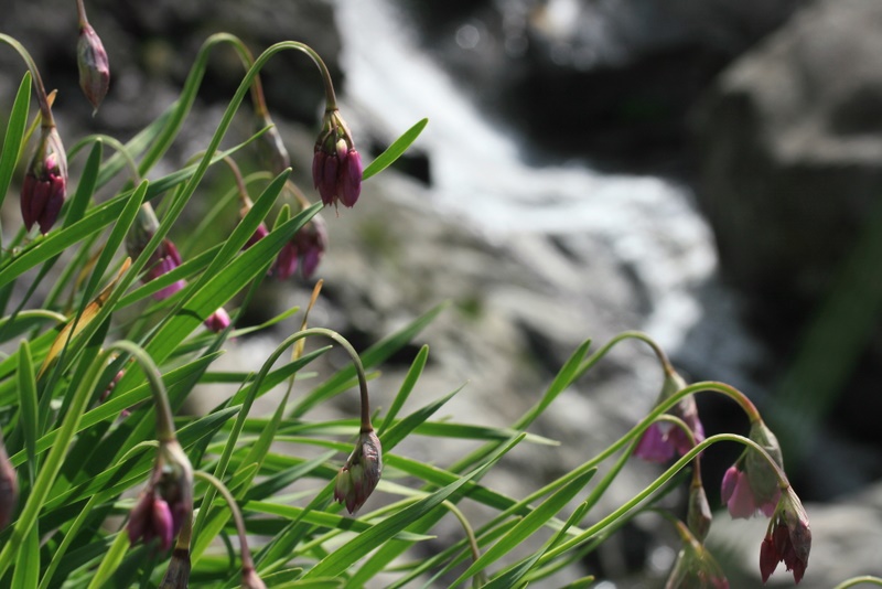 Allium narcissiflorum 2.jpg