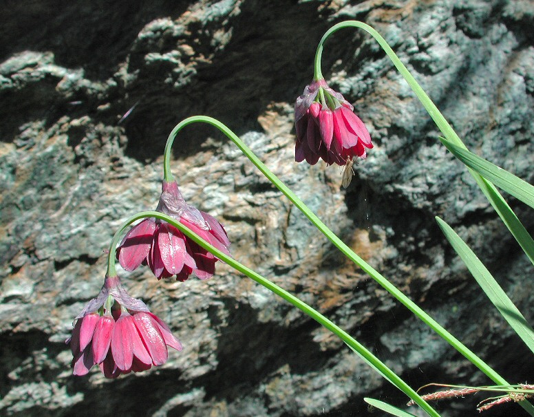 Allium narcissiflorum fiori-2005 07 03-Vallone del Ru.jpg