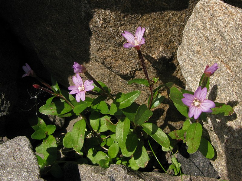 Epilobium anagallidifolium (60346)