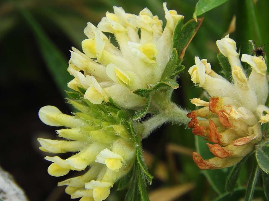 Anthyllis albiflora (603912)