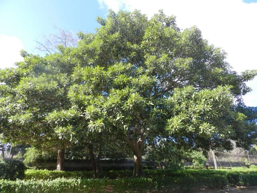Ficus watkinsiana (604105)