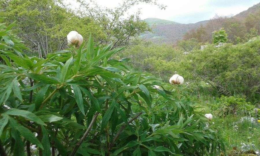 Paeonia officinalis subsp. italica N.G. Passal & Bernardo (b).jpg