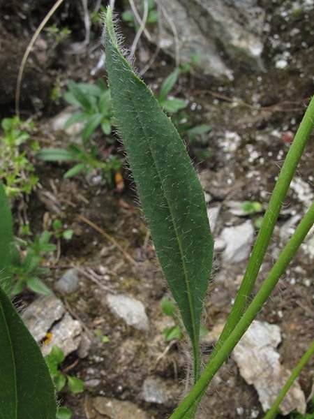 <i>Hieracium melanops</i> Arv.-Touv. subsp. <i>melanops</i>