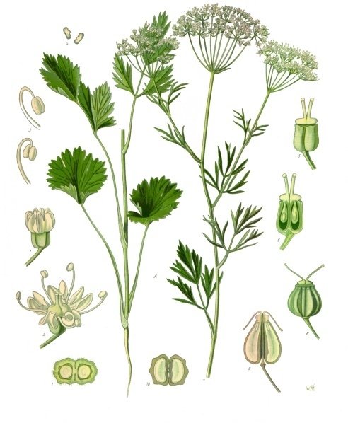 Pimpinella_anisum_-_Köhler–s_Medizinal-Pflanzen-240.jpg