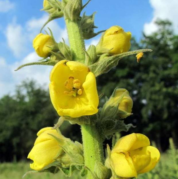 Verbascum densiflorum Bertol. - Scrophulariaceae - Verbasco falso barbasso (13).jpg