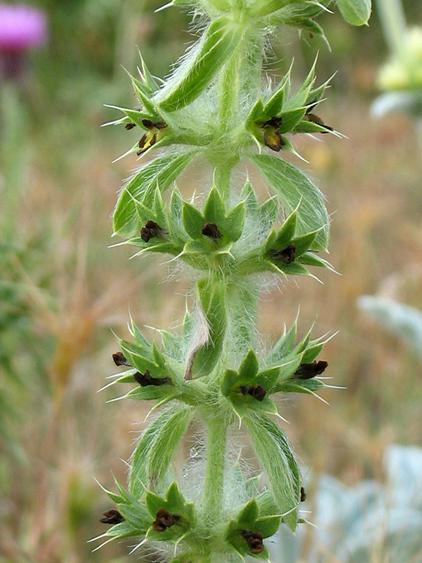 Sideritis-montana-subsp-montana-3.jpg