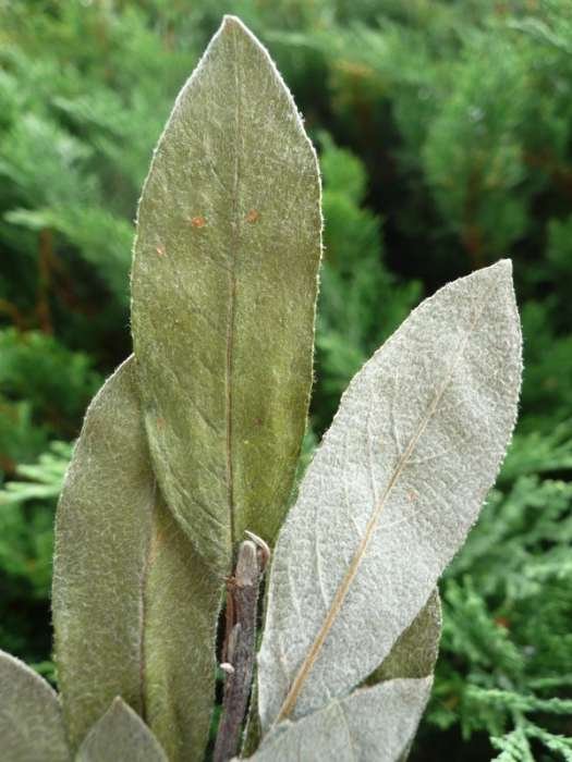 Salix x wolfiana
