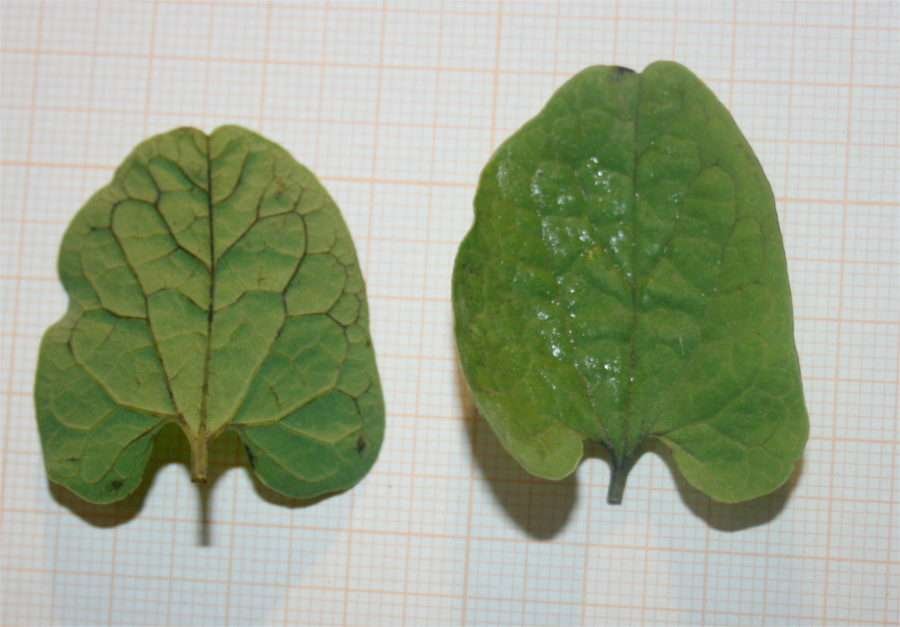 <i>Aristolochia clusii</i> Lojac.