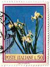 Iris-florentina-L..jpg