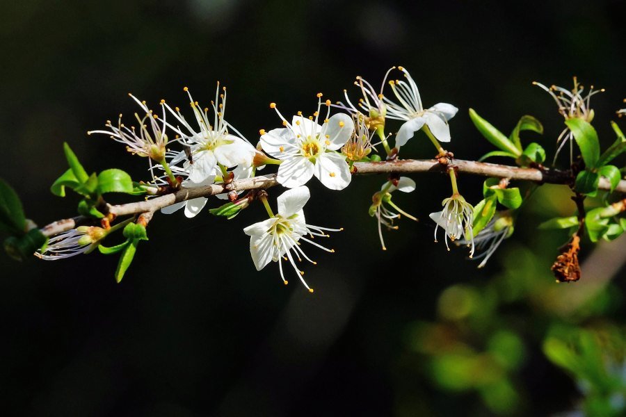 Prunus spinosa.jpg