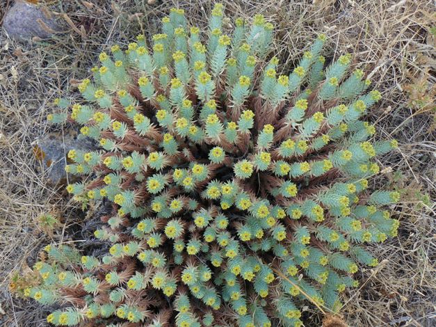 Euphorbia pithyusa.JPG