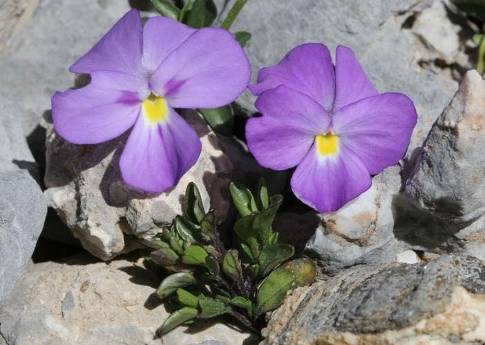 Viola cenisia (617842)