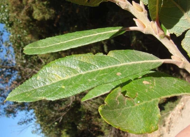 Salix atrocinerea (618049)