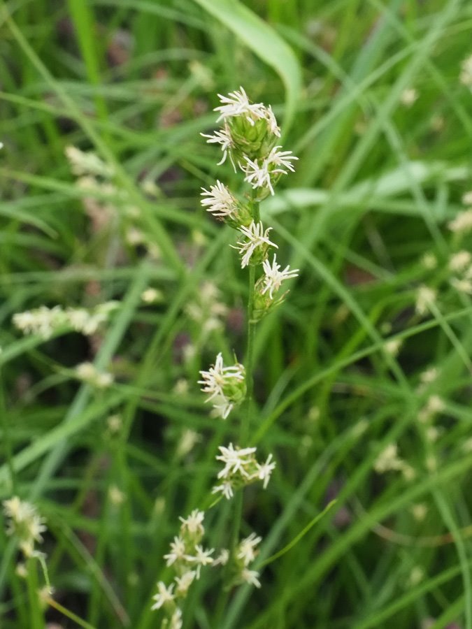 Carex divulsa (1).jpg