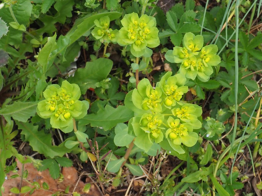 Euphorbia-helioscopia .jpg