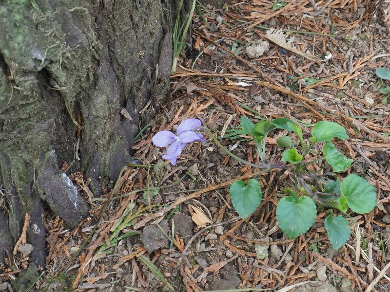 Viola-reichenbachiana-(1).jpg