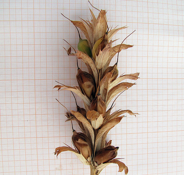 Acanthus-mollis-L. subsp. mollis.jpg