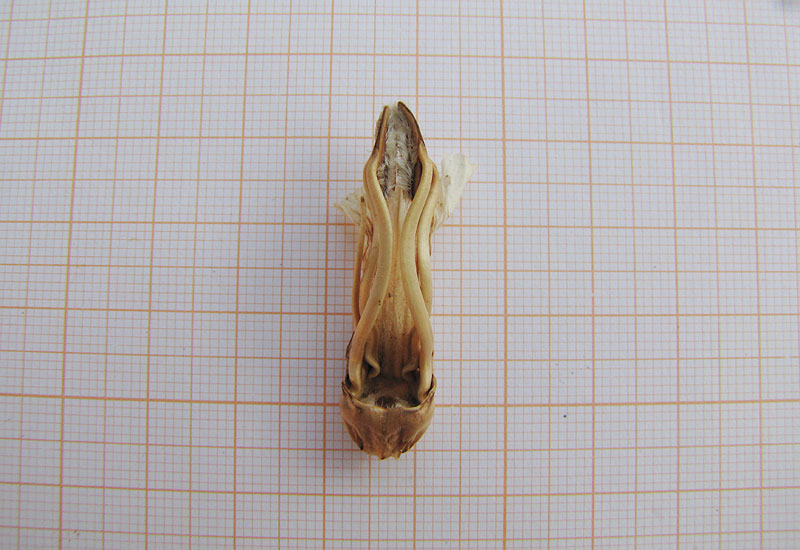 Acanthus-mollis-L.-subsp..jpg
