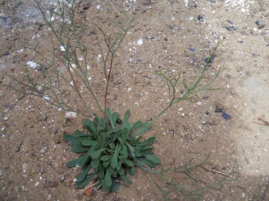 Limonium-virgatum-(Willd.)-.jpg