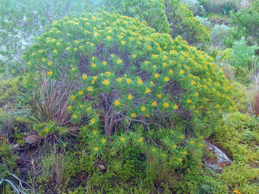Euphorbia-dendroides-L (copy)..jpg