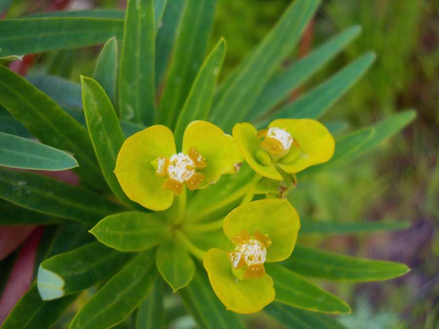 Euphorbia-dendroides-L (another copy)..jpg