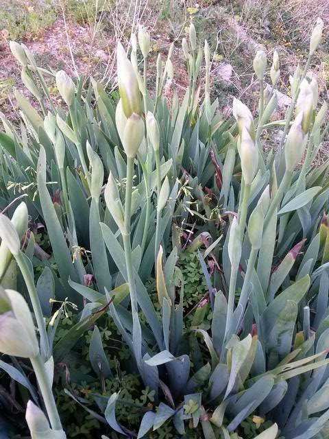 Iris florentina (627661)