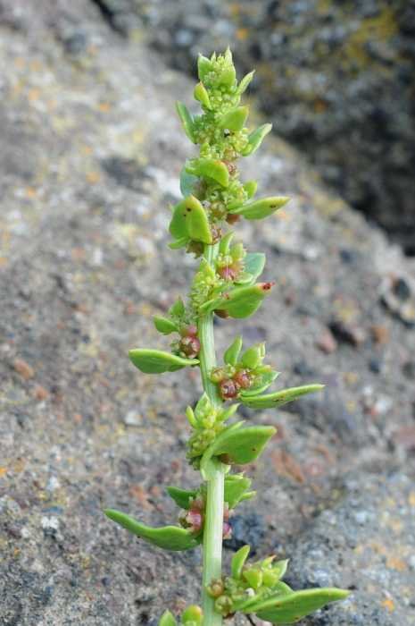 Patellifolia procumbens2500 linosa apr 2017.jpg