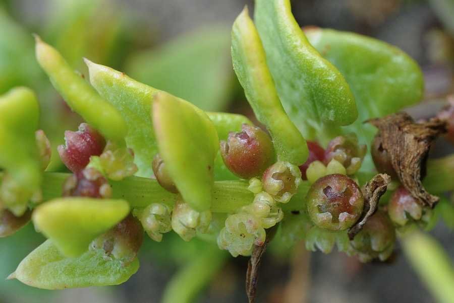 Patellifolia procumbens2502 linosa apr 2017.jpg