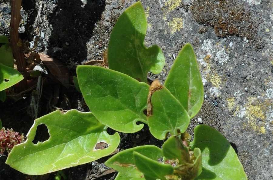 Patellifolia procumbens2503 linosa apr 2017.jpg