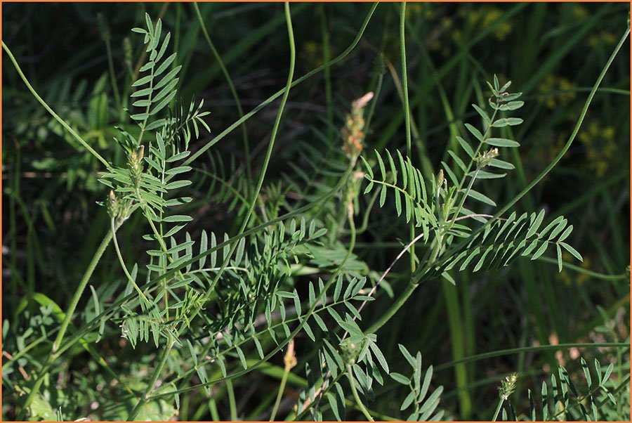 Onobrychis arenaria subsp tommasinii IMG_1744.jpg