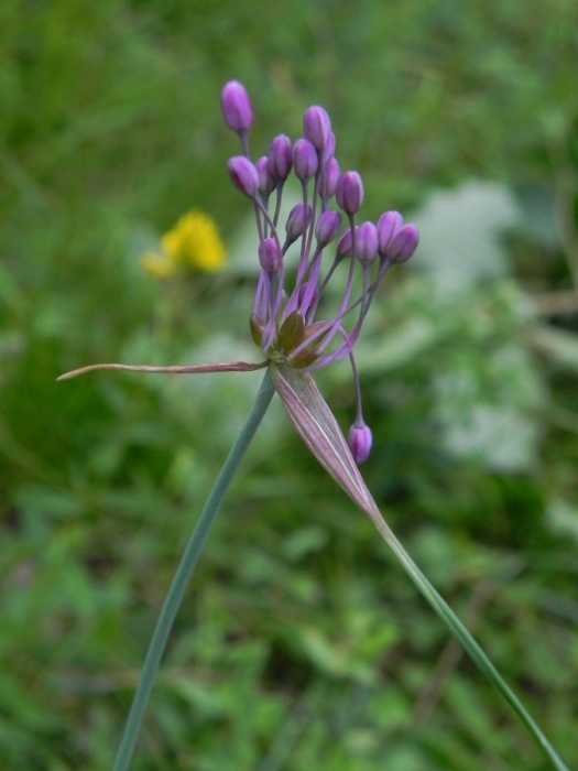 Allium carinatum (636058)