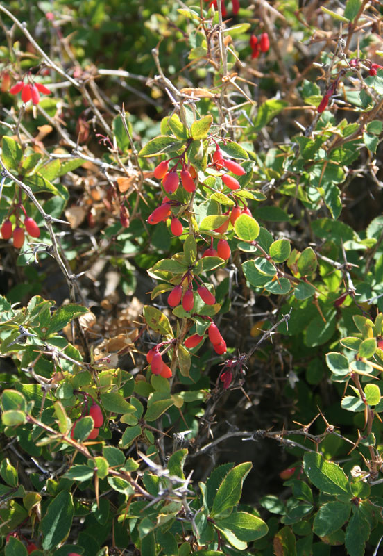 Berberis vulgaris L. subsp. aetnensis (C. Presl) Rouy &amp; Foucaud