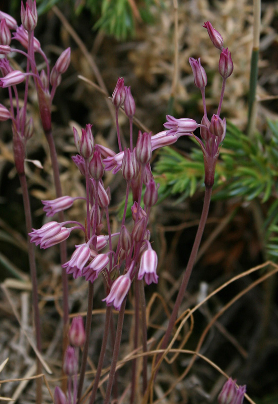 Allium parciflorum (63824)