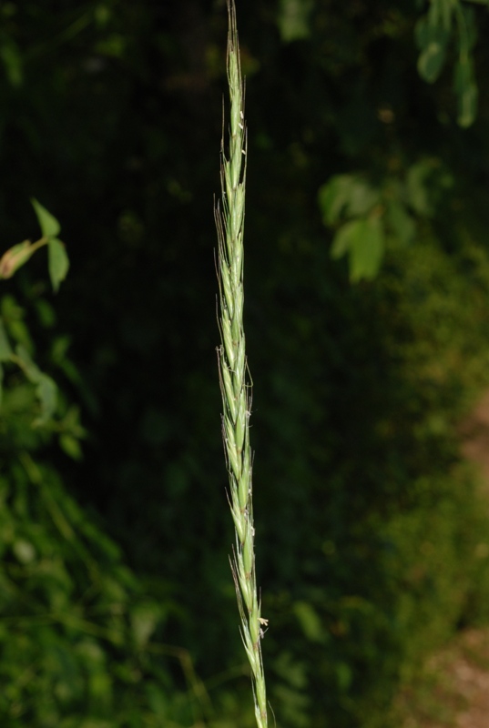 Agropyron caninum (L.) Beauv.4.jpg