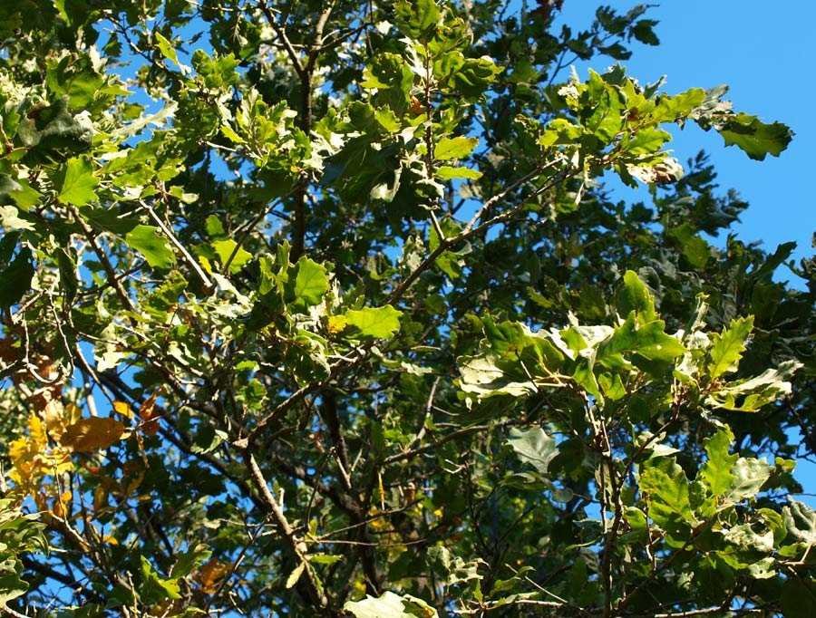 2 Quercus-ithaburienis-85-(8).jpg