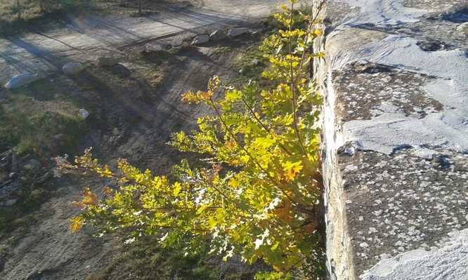 Quercus robur L. (d).jpg