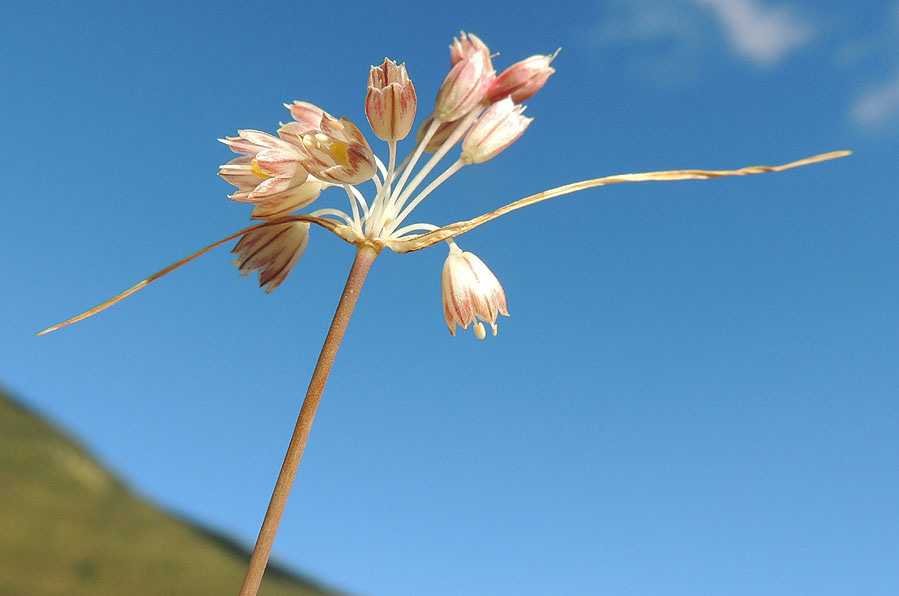Allium calabrum (648841)
