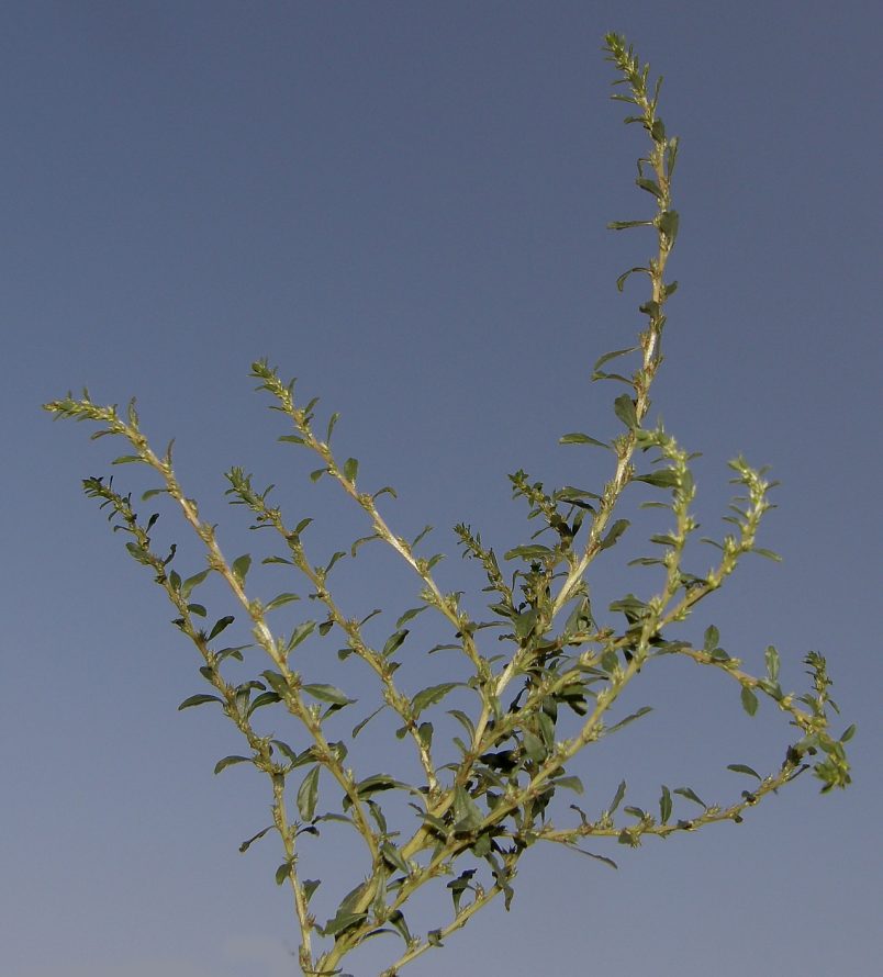 Amaranthus01-albus-F-09-1c-ER.JPG