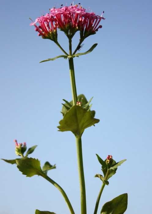 <i>Centranthus macrosiphon</i> Boiss.