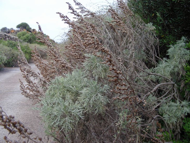 Artemisia arborescens (3).JPG