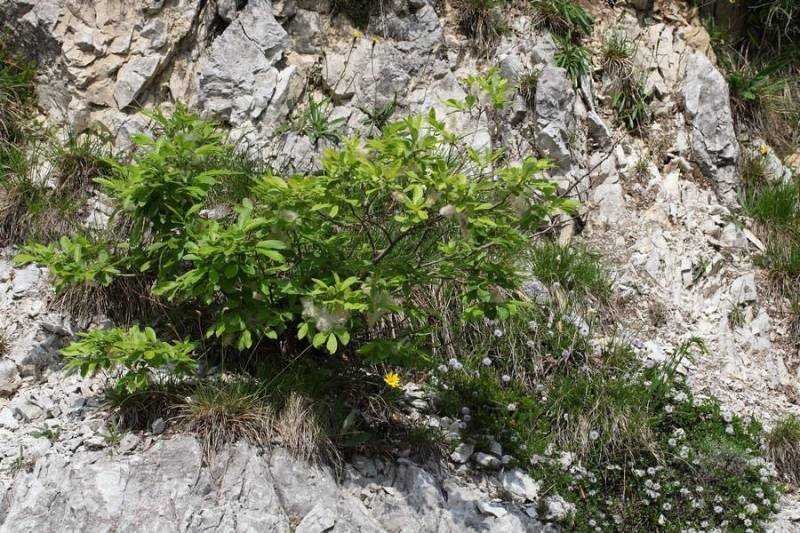 Salix appendiculata (657441)