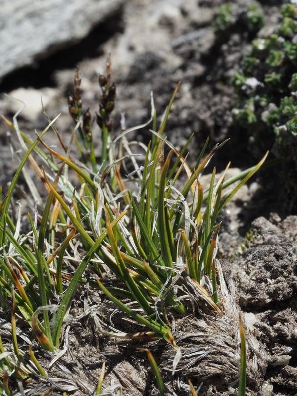 Carex_glacialis_30.JPG