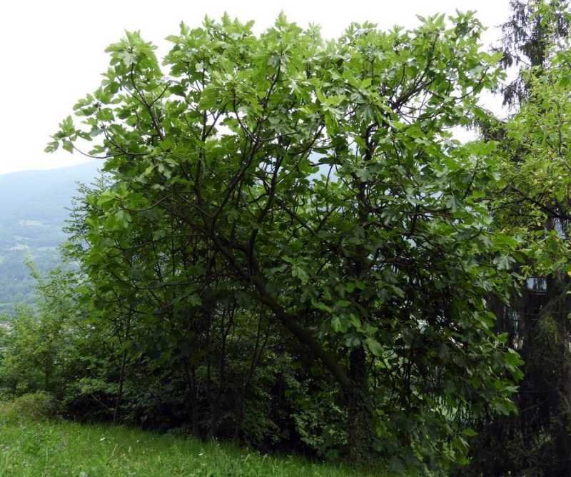 Ficus carica (658334)