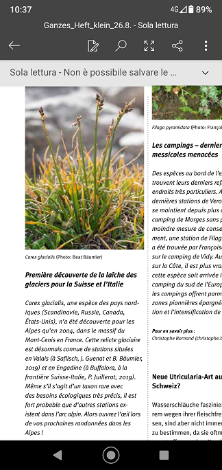 Carex glacialis 1.png