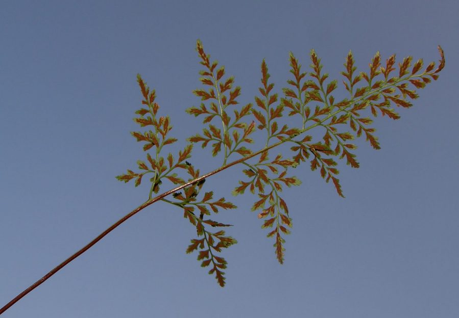 Asplenium_cuneifolium_subsp_cuneifolium3 .JPG