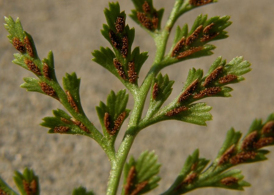Asplenium_cuneifolium_subsp_cuneifolium6 .JPG