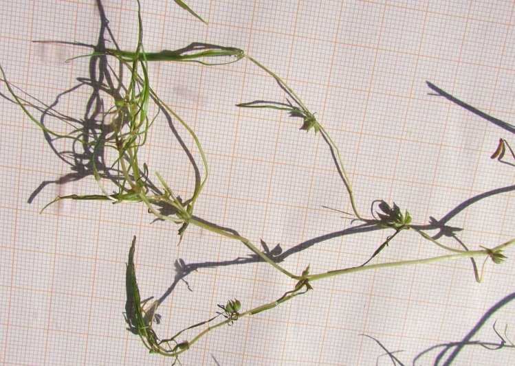 <i>Zannichellia palustris</i> L.