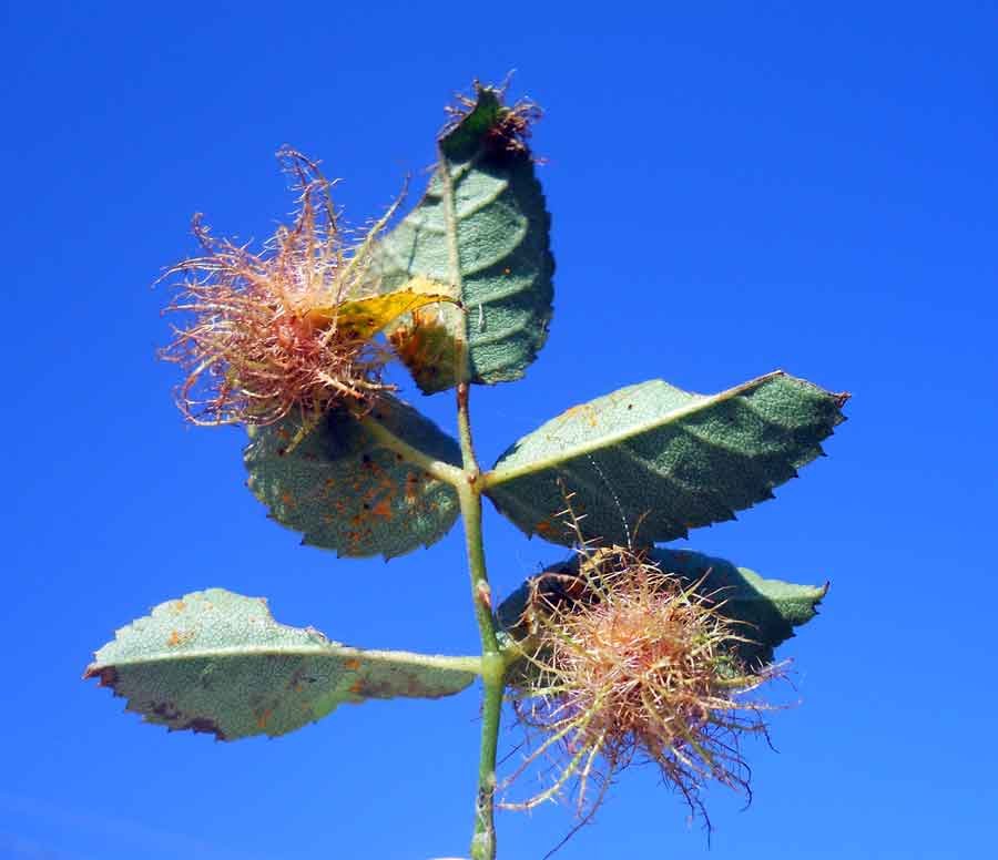 Diplolepis-rosae-(Linnaeus,.jpg
