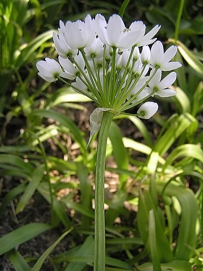Allium_neapolitanum_9960_45996.jpg