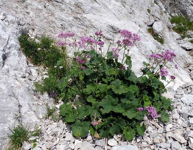 Adenostyles alpina1.jpg